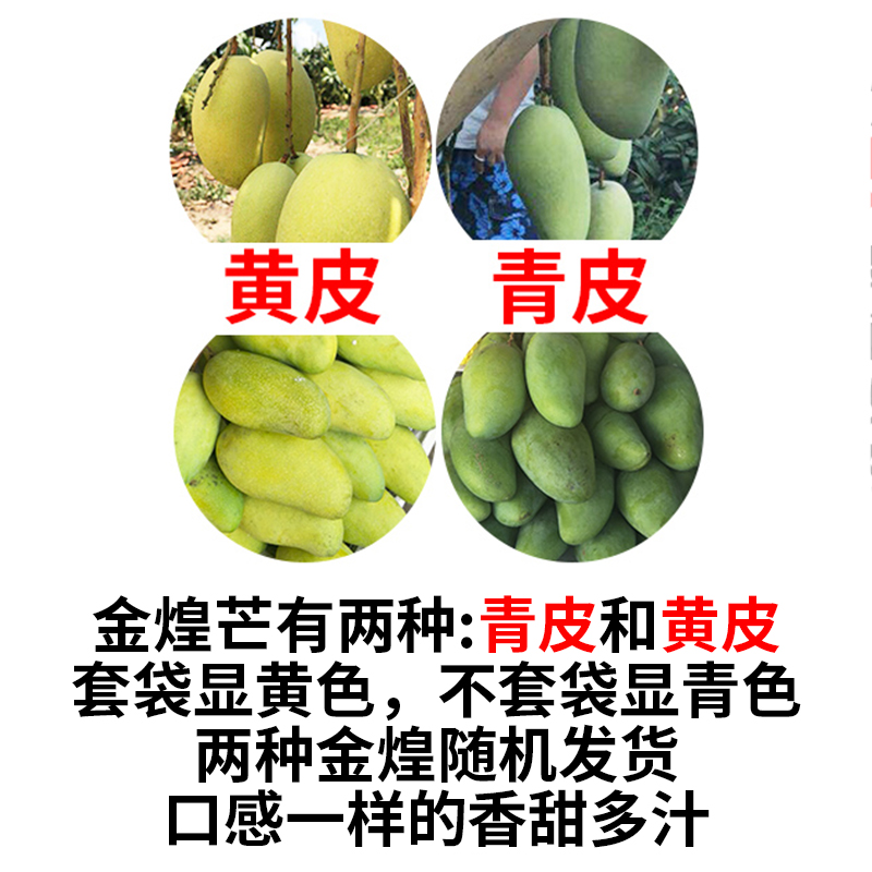海南三亚金煌芒水仙芒新鲜水果大芒果9斤 净果包邮金皇芒大果纯甜-选品库-美视角-网红自媒体平台-重庆果实电子科技有限公司
