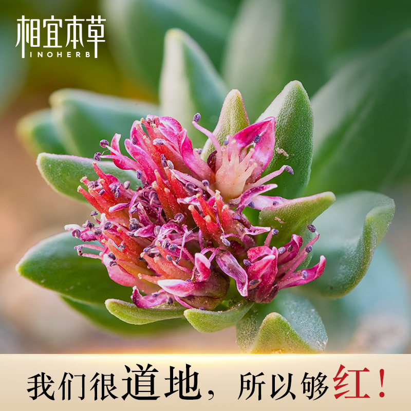 相宜本草官方旗舰店红景天套装水乳保湿补水美白淡斑护肤化妆正品-选品库-美视角-网红自媒体平台-重庆果实电子科技有限公司